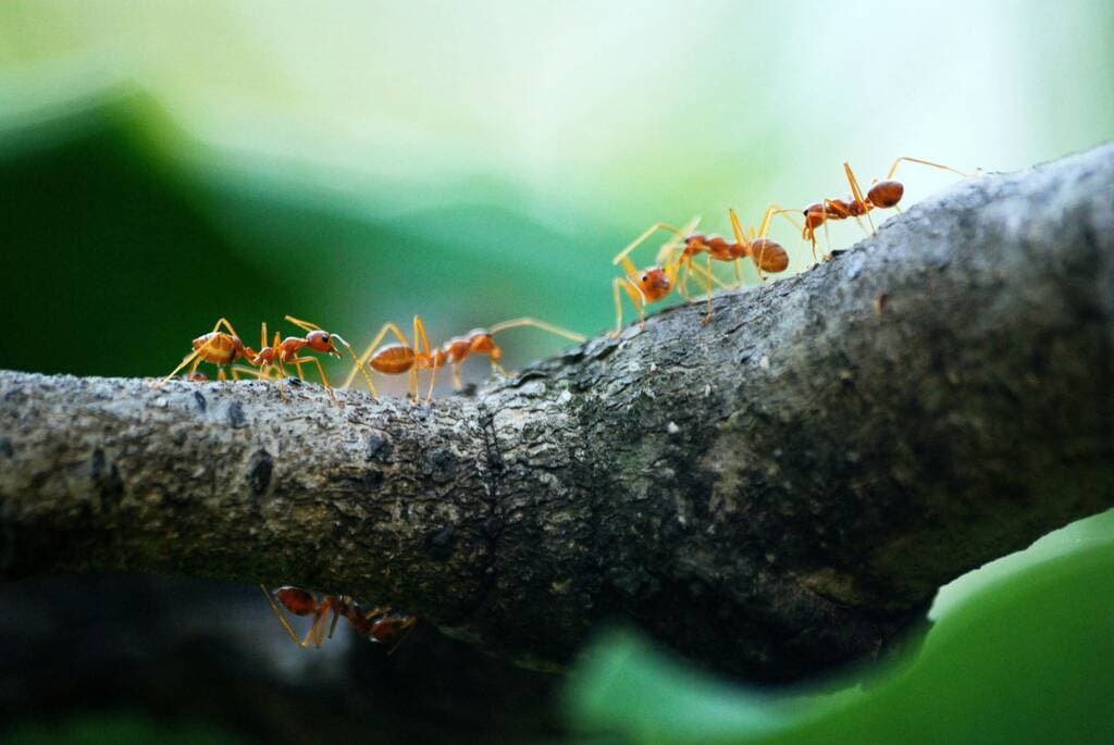 Line of orange ants walking across a tree branch with a green blurred background